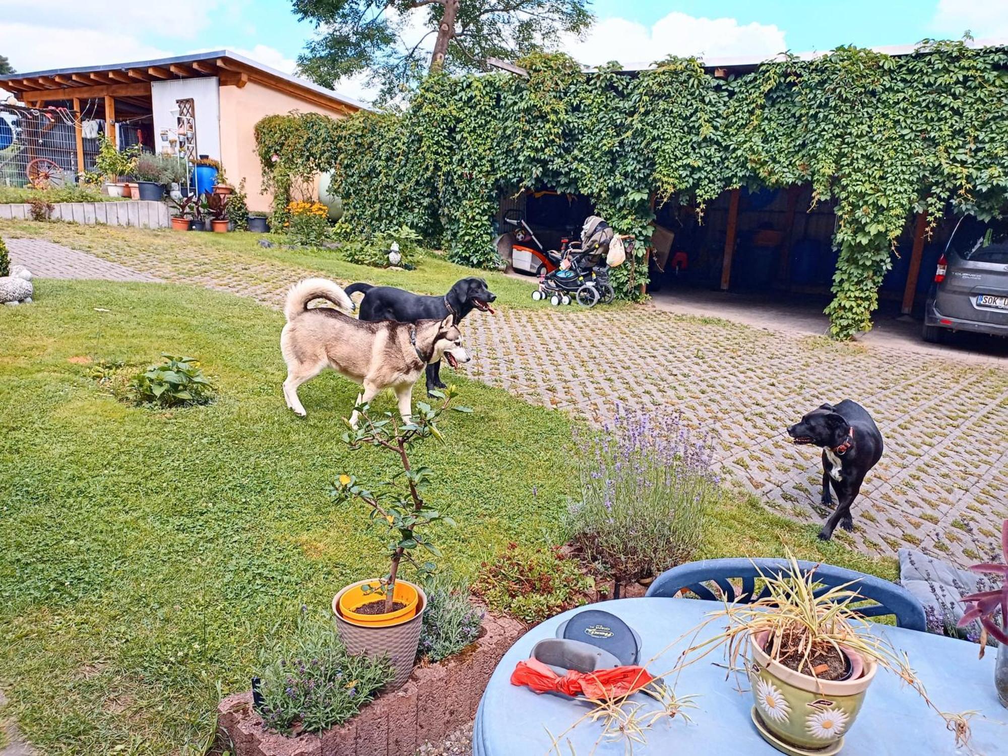 Ferienhof Im Gruenen Herzen Dittersdorf Εξωτερικό φωτογραφία